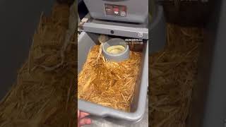 Let’s go!!!!! #ballpython #prelayshed #ballpythonbreeder #reptiles #royalpythons #python #snake