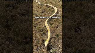 Beautiful Reticulated Python 💛