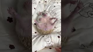 Cute & Funny Hedgehog Moments 🦔😂 | #hedgehog #funnyanimals #cute