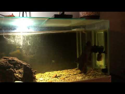 WolfFish Hoplias Aimara live feeding MOUSE!!!
