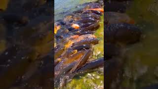 Colour Fish 🐠🐟 | Big Fish | কালারিং মাছ #trendingshorts #shortsviral #virelvideo #fish #fishingvideo