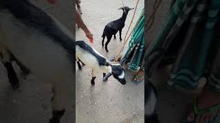 Amazing Street Goats Market||Cheap Goats Price Market in Bangladesh#shorts