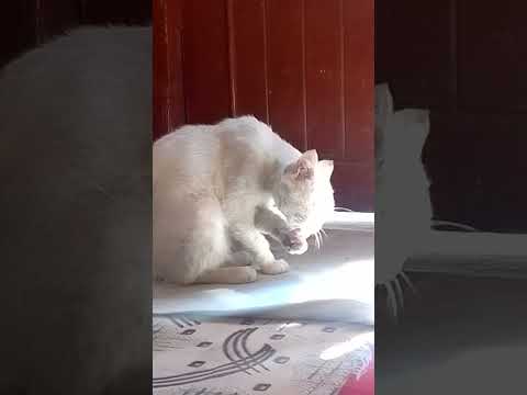 Face washing my cat 🐈#subscribe  #catshorts #cuteanimal #viral #unfreezmyaccount