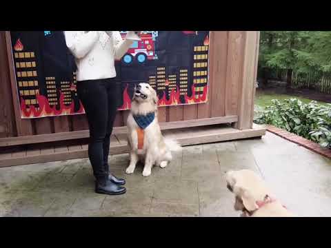 Golden retriever knocks over his friends Birthday cake   #goldenretriever #dog #dogshorts