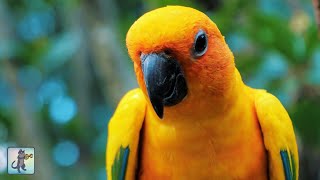 Breathtaking Birds 🐦 Amazing Nature Scenery & The Best Relax Music