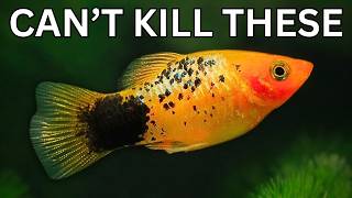 10 Easiest Fish to Keep in an Aquarium!