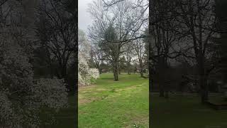 Spring #nature #viral #shorts #garden