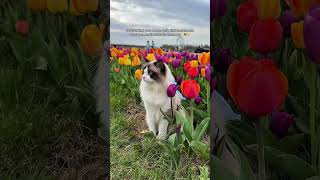Adventure in the Tulip Fields! #adventurecat #tulipfields #springvibes