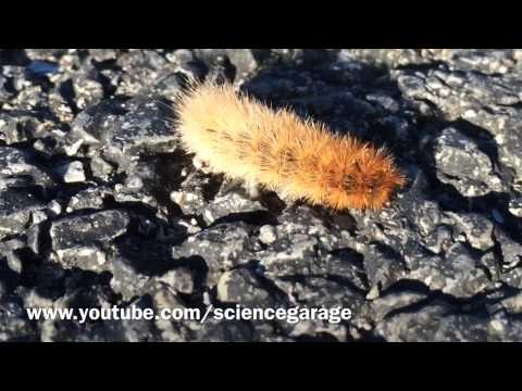 Little Caterpillar in the Parking Lot