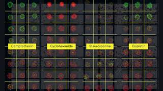Maximize Data Throughput with Incucyte®️ CX3: Advanced Live-Cell Analysis Software