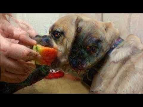 Nugget Eats a Watermelon on Acid