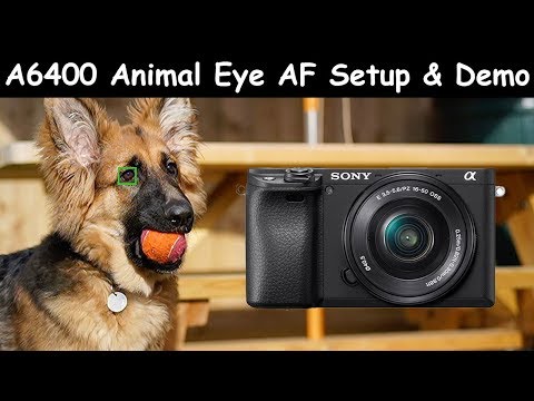 Sony A6400 Animal Eye AF Setup and Demo