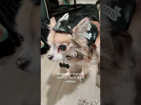 Tiny Pets, Big Style #chihuahua #teacupchihuahua #beardeddragon