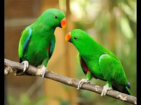 Bolta Tota, Talking Parrot