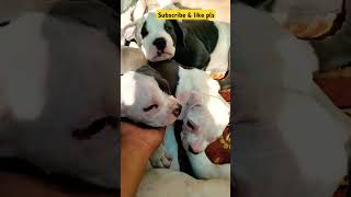 Cutest American Bully on the Internet! | Must Watch | Funny American Bully Moments | #dogshorts