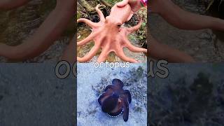 Learn at the Double Waterfall | Sea Animal Names for Kids: Octopus Crab Lion Fish Pufferfish Turtle