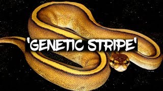 The Potential of the 'Genetic Stripe' Ball Python!