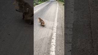 please support #helpboyrajput #helpvideo #humanity #monkey #trendingshorts #viralvideo