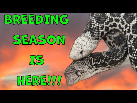 Pairing Up My SNAKES For BREEDING For The First Time In 2025!!