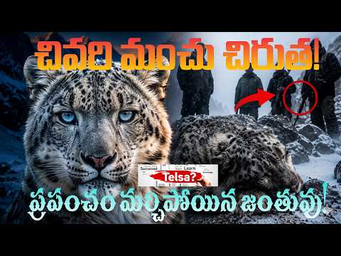 చివరి మంచు చిరుత  మనవల్లే అంతరించిపోతుంది?