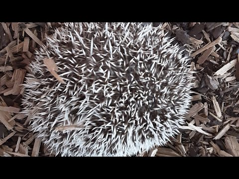 Hedgehog Moments part 33 #hedgehog #subscribe #cute #foryou