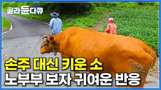 털 때깔부터 다르다. 자식들 다 키워 내보내고 소를 손자처럼 먹여 키웠더니 생긴 일｜시골 노부부의 산골살이｜한국기행｜#골라듄다큐