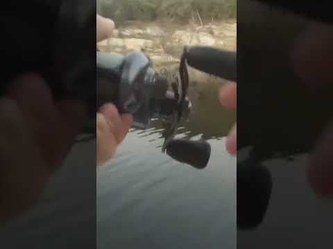 Explosion on surface Murray cod on surface #leaveylures