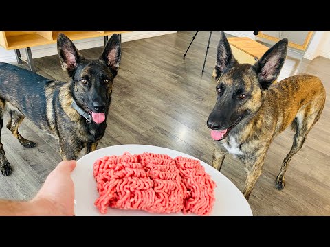 Practicing Patience with my Dutch Shepherd/ Belgian Malinois dogs.