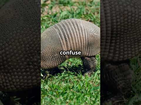78.5% People Dont Know These Insane Armadillo Facts That Will Blow Your Mind!