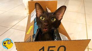 Grumpy Cat Argues with a Woman Every Single Day