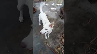 kya hai mere na name #dognames #dogname #dogfacts #dog_features
