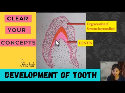 ODONTOGENESIS - Part 2 of Tooth Development