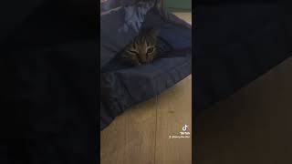 #catgram #cat #kittensofinstagram #catsofyoutube #catsoftiktok