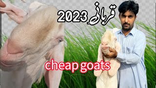 cheap goats