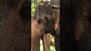 Kids Educational Videos | Kindergarten and Elementary English | Learn about Animals | Elephants