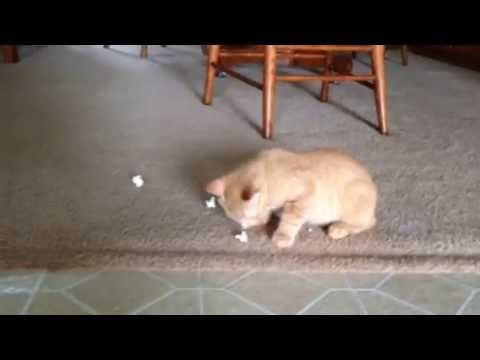 Kitty eating popcorn