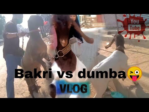 vlogs deleted dubara banadi must watch bakri nay uchlna shuru krdia 😅