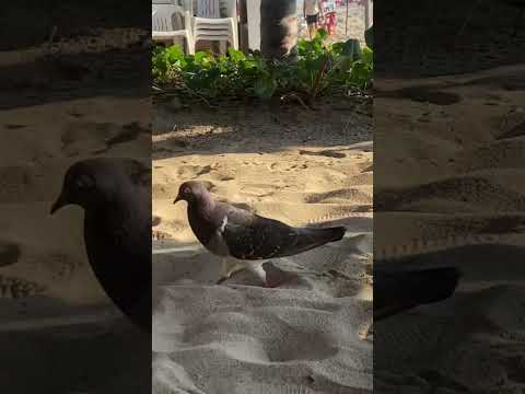 Even the birds have the beat here🦤#shorts #funnyvideo #mexico
