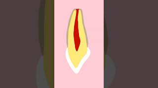Enamel Cementum Dentin Pulp