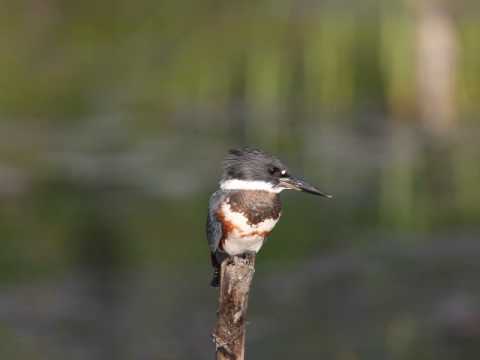 Belted Kingfisher_Boardman Lake, Grand Traverse Co, MI 2010