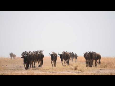 Maasai Mara - GNUS Migration 2016 - Part 1