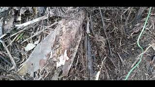 Small python in action