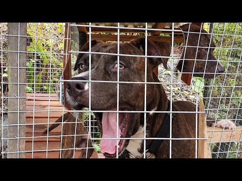 American Pit Bull Terrier dog breed😱