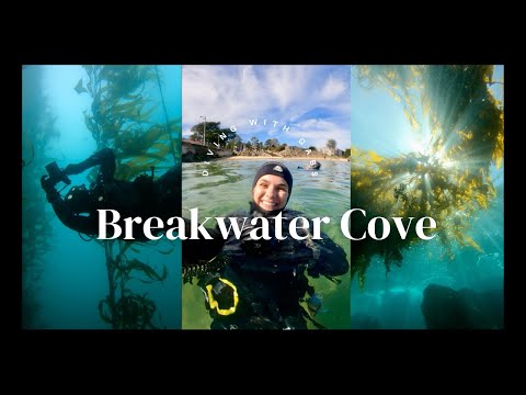 SCUBA DIVING || Breakwater Cove, Monterey CA
