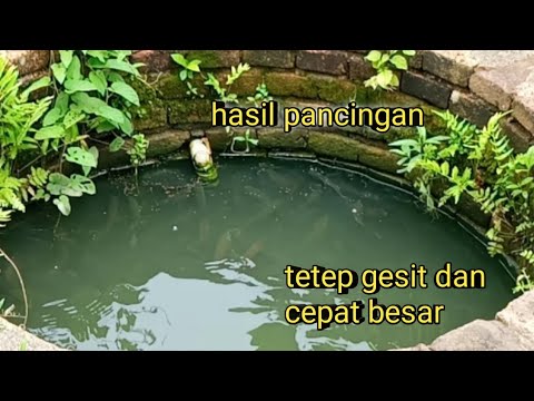 kolam termudah untuk budidaya ikan nila