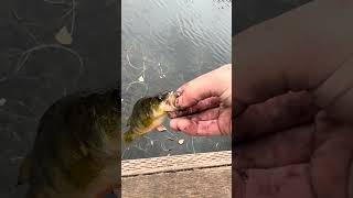 #fishingadventures #fishing #fishingfun
