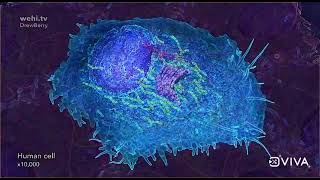 Molecular Basis Of Inheritance