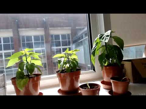 chilli plant timelapse
