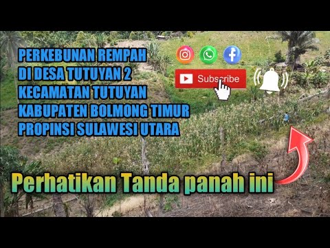 Tradisi Gotong royong Di perkebunan Togulu Desa Tutuyan 2 Kabupaten bolaang mongondow Timur