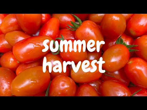 ENG & KOR SUB) SUMMER HARVEST | 여름 텃밭 수확